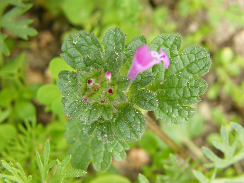 Gala crista - Lamium purpureum.JPG